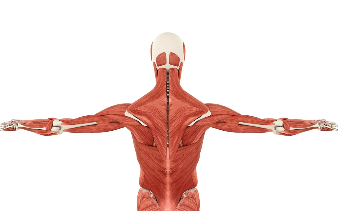 Myofasciální řetězce